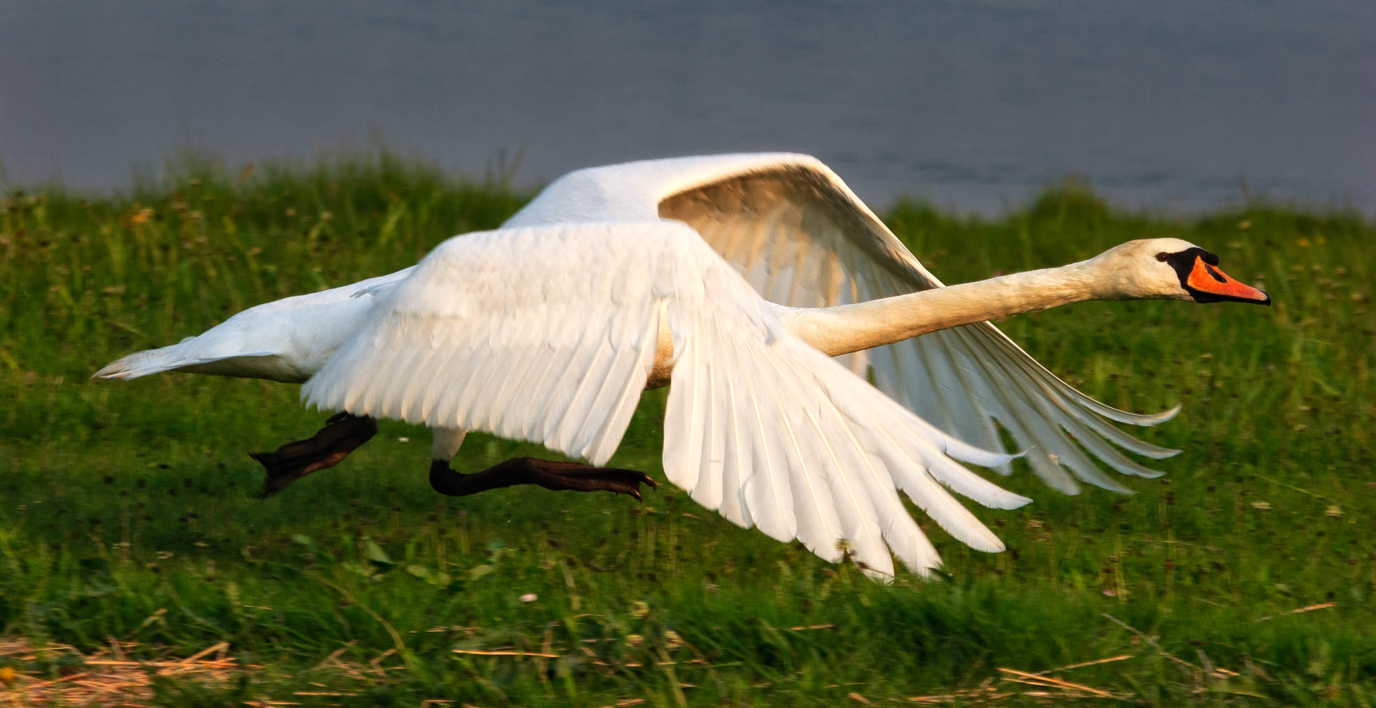 Starting swan